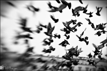 As Pombas – Raimundo&nbsp;Correia